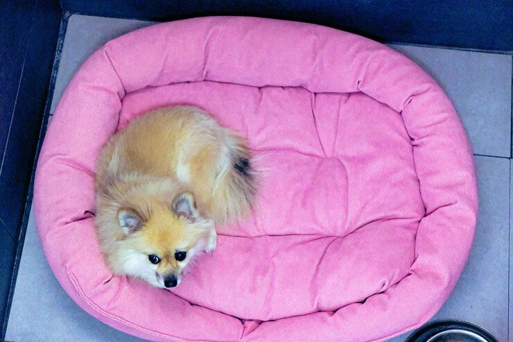  Squishmallow Pet Bed